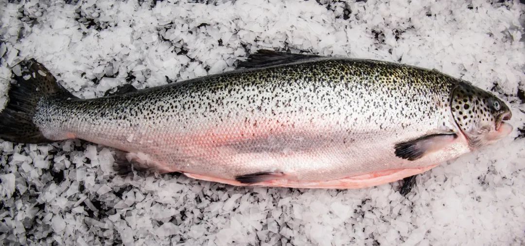 BioMar“2023年度智利十佳三文魚養殖場”頒獎，Australis載譽而歸！